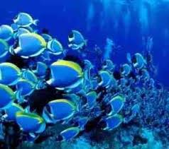 Caotic Fish